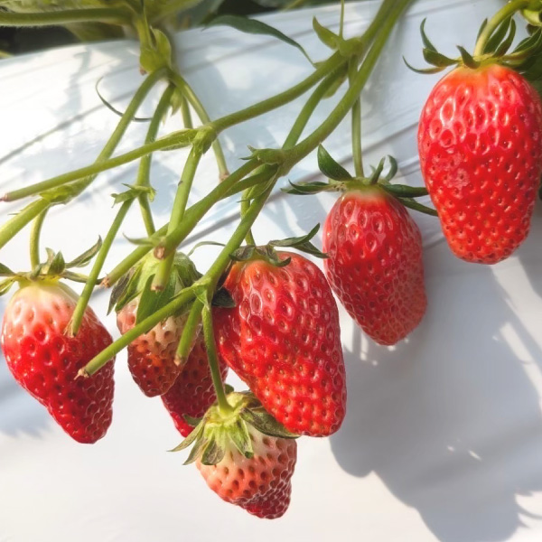 瀬戸内フルーツガーデン いちご ブルーベリー