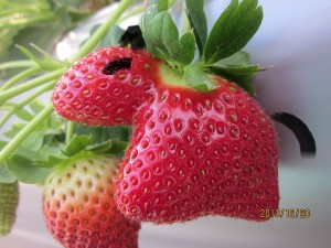 IMG_1023 (午干支)