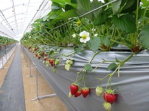 P1040715冷たい雨