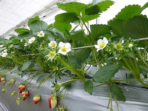 P1040714二番花房