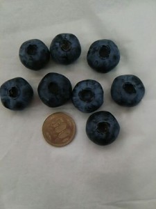 ブルーベリー写真